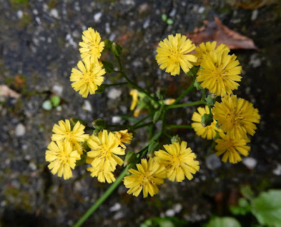 黃鵪菜的頭狀花序