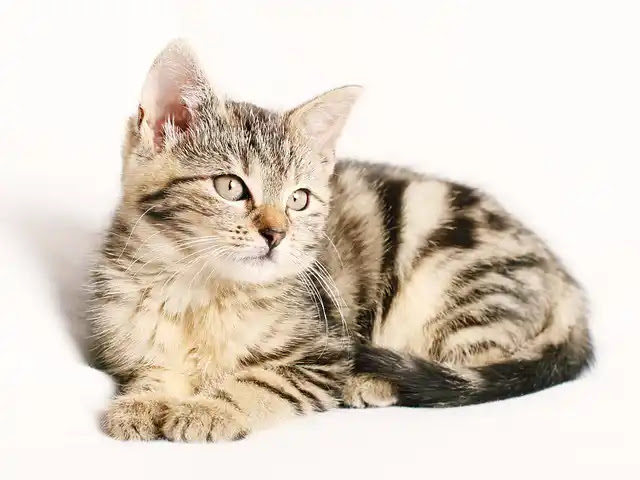 101 Fascinerende Feiten Over Katten: Kenmerken en Gewoonten