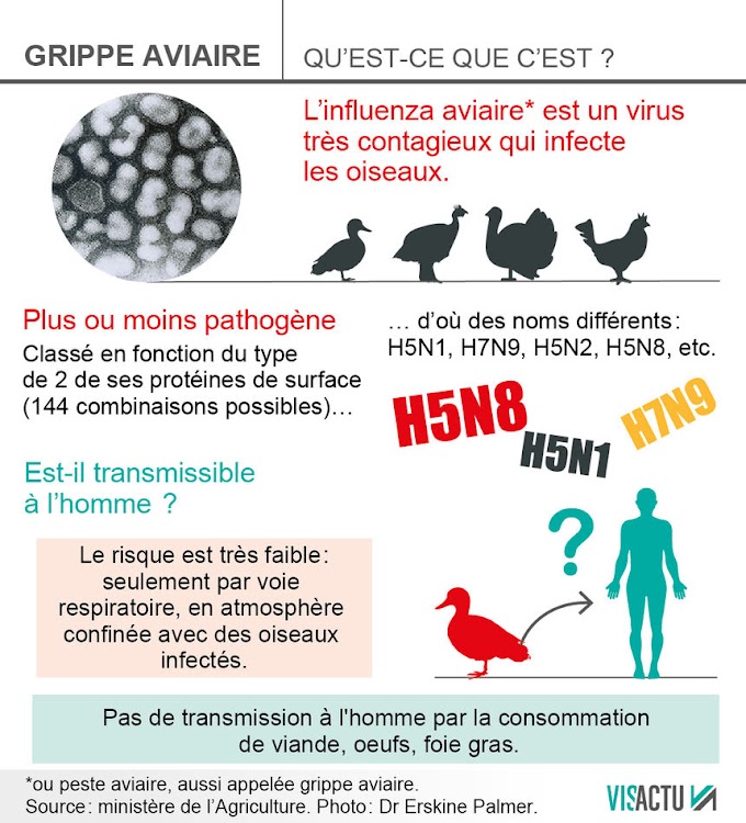 Um surto de gripe aviária se espalha no sudoeste da França