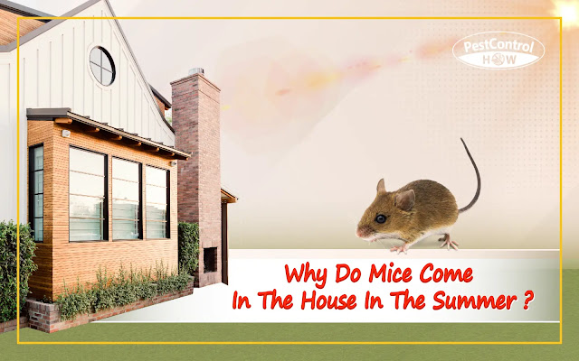 why-do-mice-come-into-house-in-summer