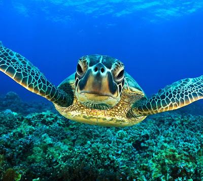 Sea Turtle Animal Wallpapers