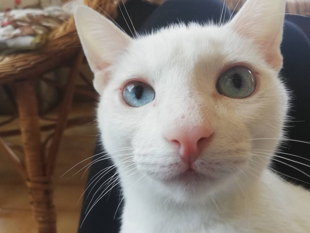 Artur the Albino Cat