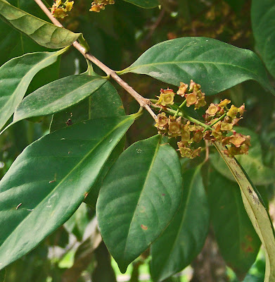 tanaman herbal daun salam