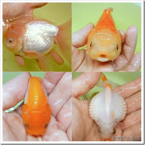 創意眼金魚坊 專營精緻金魚 特殊金魚 買金魚 找金魚 賣金魚請來專業金魚水族館 金魚專賣店 金魚專門店 歡迎有開店時間現場參觀 進魚快訊 新進魚隻種類 價格15 8 23