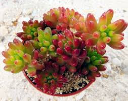 Nombre científico: Sedum rubrotinctum «dedo de niño» especie suculenta de la familia de las crasuláceas en maceta con hojas suculentas de varios colores