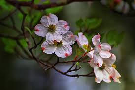 Dogwood flowers are the State Flower of Virginia. photo care of flickr.com
