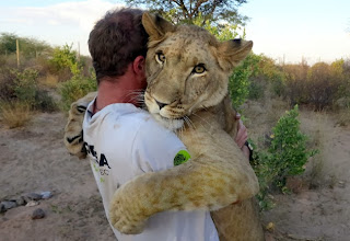 Sirga the Lioness, Lion, Valentin Gruener, Mikkel Legarth, Modisa Wildlife Project, human bond with lions