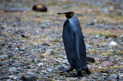 Pinguim com Melanismo