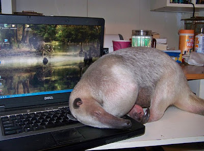Pet Anteater Seen On www.coolpicturegallery.us