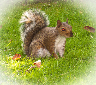 grey squirrel with red eye