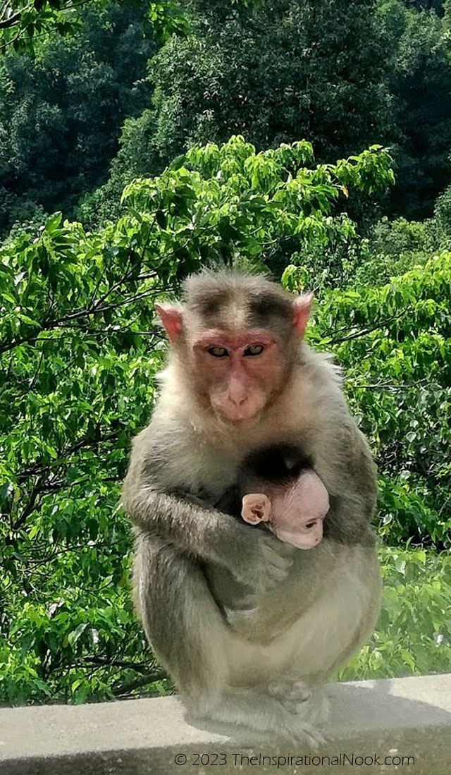 Mother monkey holding baby monkey, Kudremukh, Karnataka, India, Kudremukh monkey, baby monkey