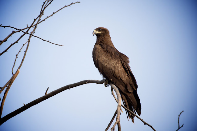 Black Kite (काली चील) - Milvus migrans - Ashutosh Jhureley