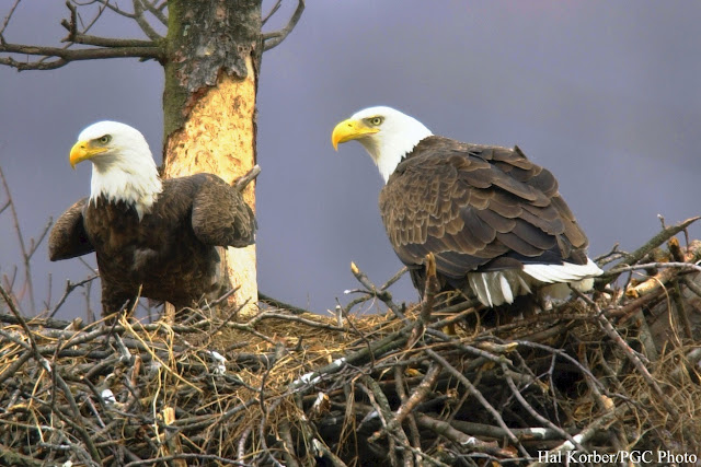 eagle, eagle desktop wallpapers