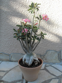 Adenio o Adenium obesum o Rosa del desierto en maceta