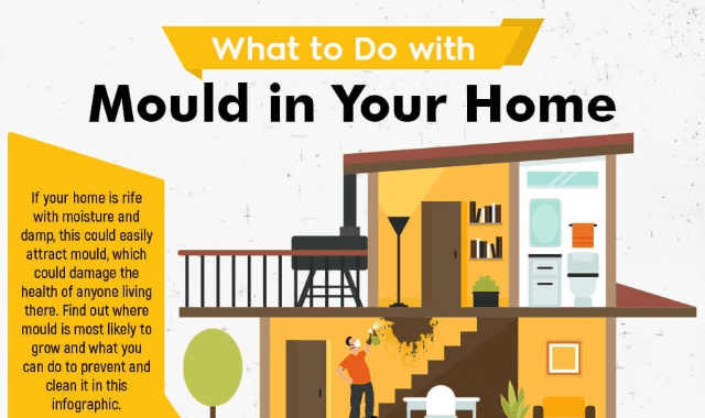 What To Do With Mould in the Home