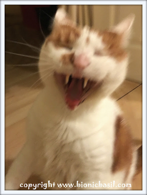 The BBHQ Midweek News Round-Up ©BionicBasil® Amber's Reaction To Melvyn's Time Off Request