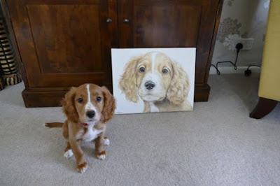 Cocker spaniel puppy portrait