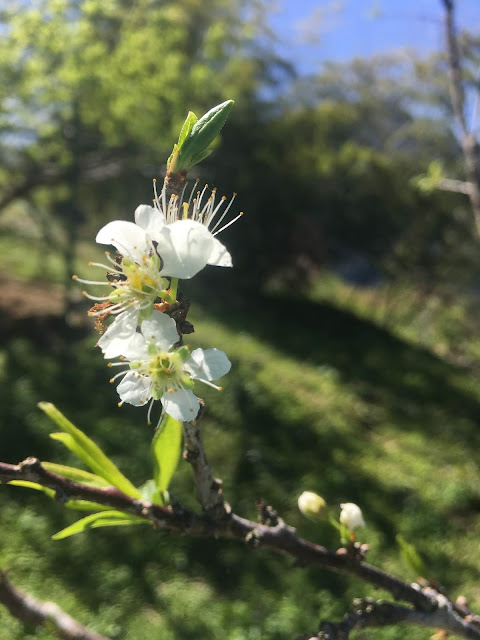 cherry blossom, mituo temple, chiayi, mountains, taiwan