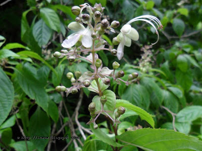 White Butterfly Clerodendrum
