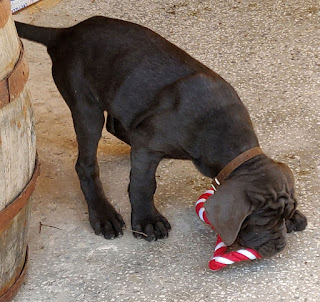 Bekci isn't quite sure about this toy thing