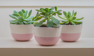 Three small plants on a table.
