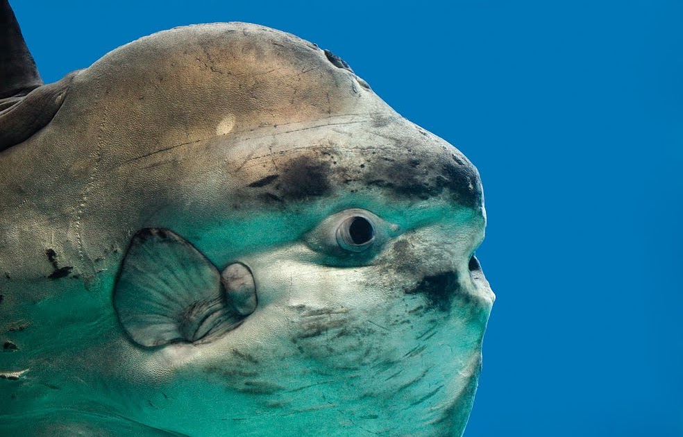 Mick's marine biology: Sunfish in Oceanário