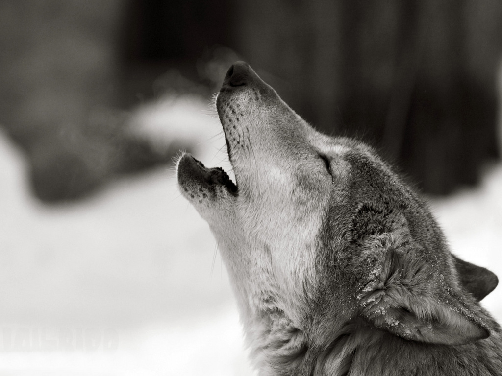 Tudo Sobre Magia e Ocultismo: Lobo Solitário