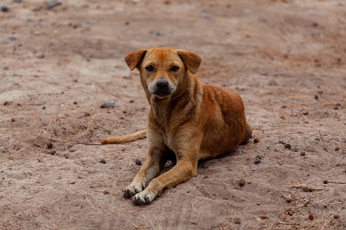 Carta de un perro sin hogar que busca una oportunidad