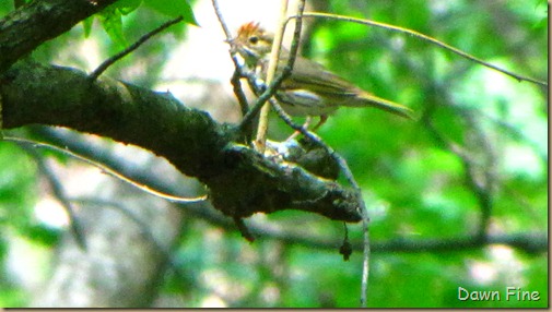 Pee Dee NWR_067
