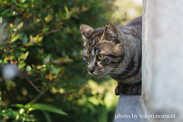 猫写真