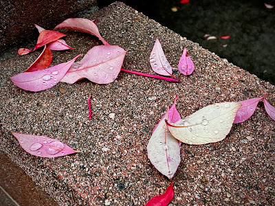 More Raindrops: photo by Cliff Hutson