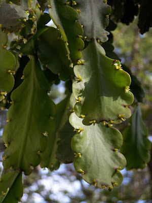 Rhipsalis russellii care and culture