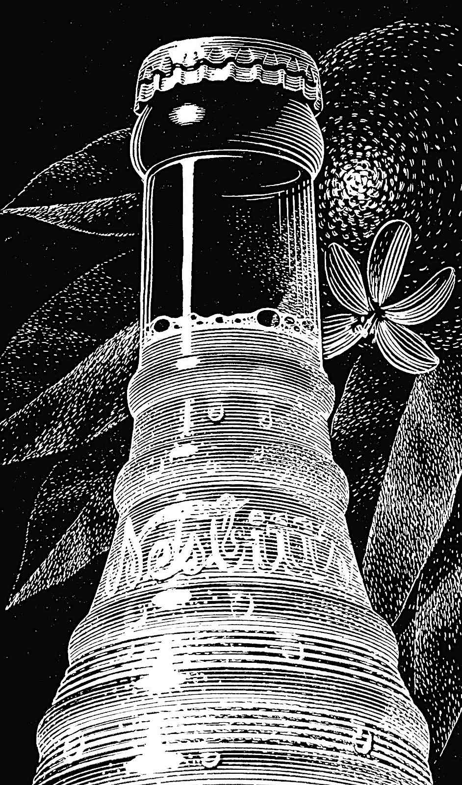 a scratchboard illustration for Nesbitt's orange soda