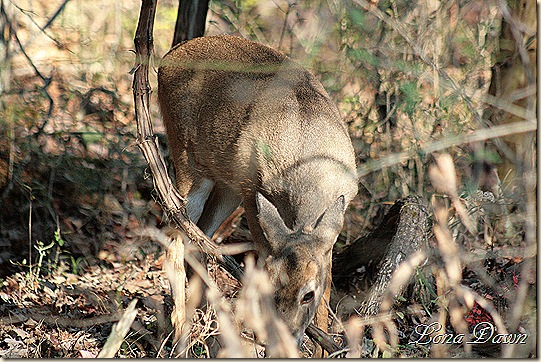 Fall_Doe5