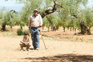 the olive tree