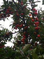 Unknown apples