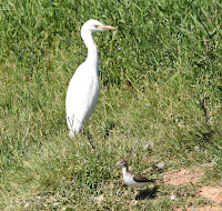 Garcilla bueyera (Bubulcus ibis) y Andarríos grande (Tringa ochropus)