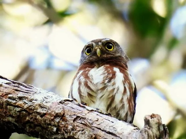 Observação de aves é o novo tema de curso do Programa de Turismo Científico do Legado das Águas