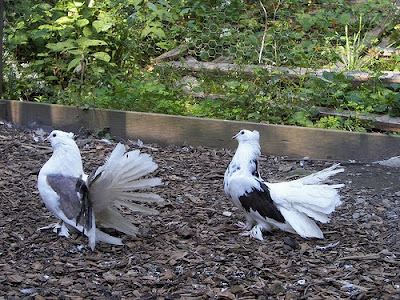 white fantail pigeons