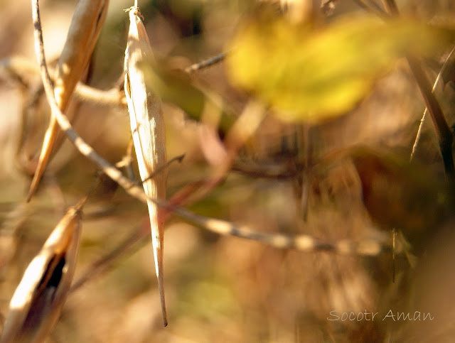 Vincetoxicum sublanceolatum