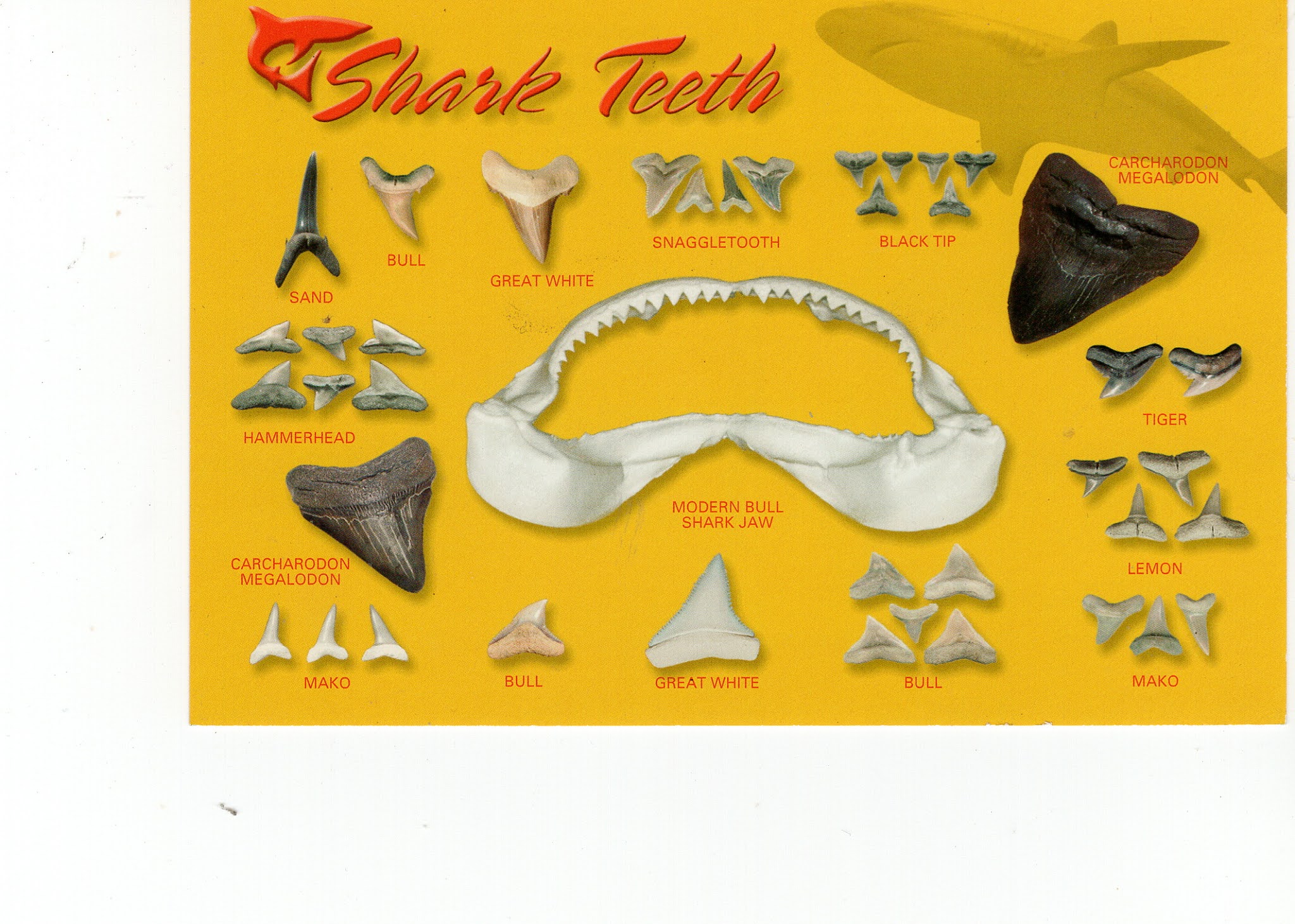 Shark Teeth History