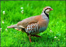 Red-legged Partridge