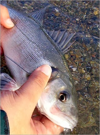 Bass fishing Ireland