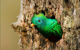 beautiful-resplendent-quetzal-bird