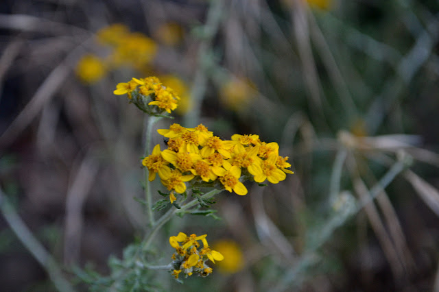 tuft of yellow