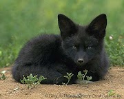 44+ Baby Black Fox Pictures, New Concept!