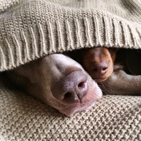 Cute dogs - part 4 (50 pics), dog pictures, dogs sleep under blanket