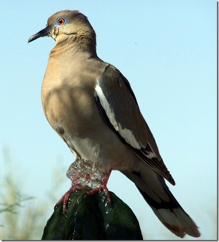 White-winged dove at Tohono Chul Park on cactus fountain