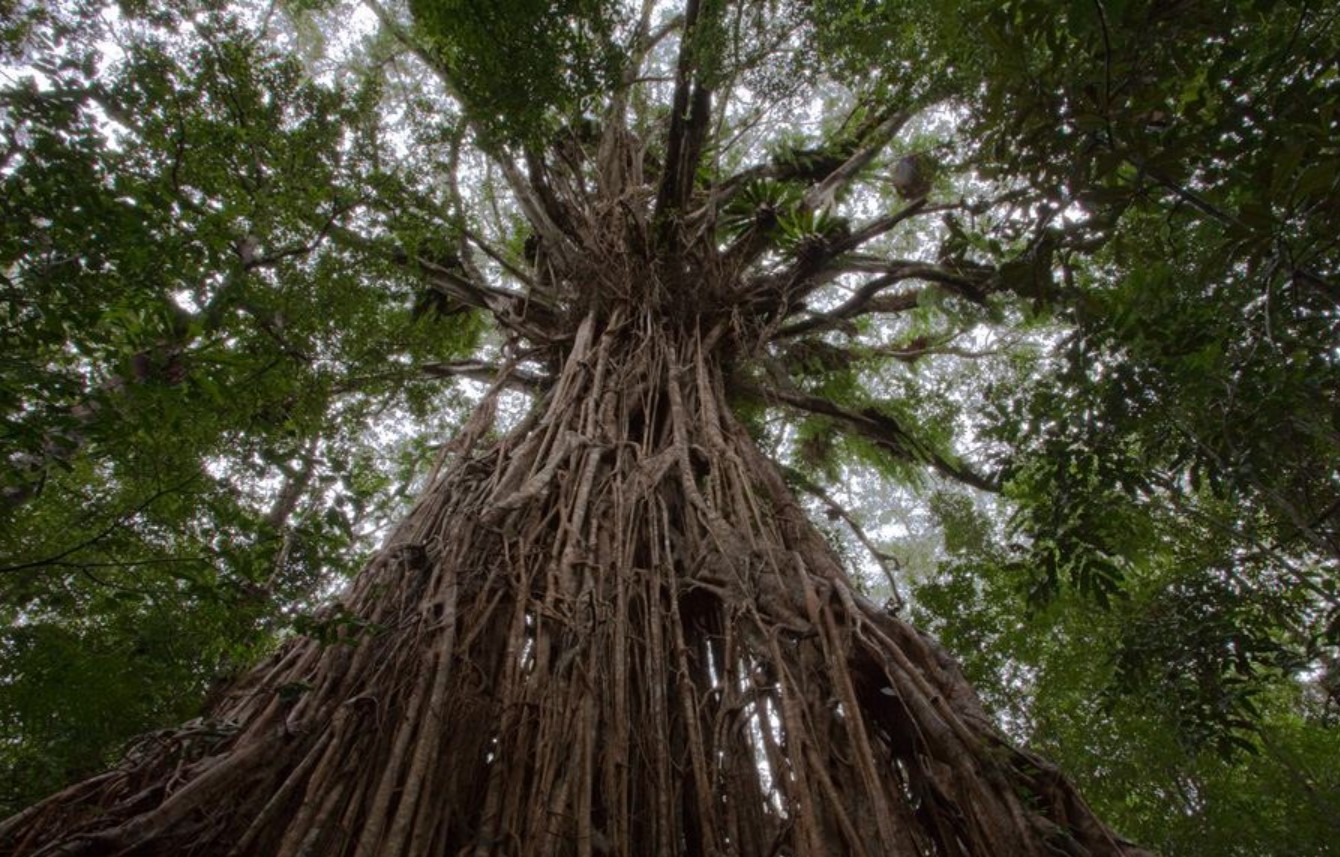 Больший корень это. Баньян национальное дерево Индии. Великий Баньян дерево. Фикус Баньян. Фикус Великий Баньян.