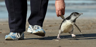 Walking with penguin